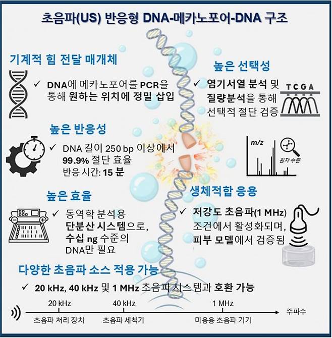 초음파 반응형 DNA-메카노포어-DNA 구조 개념도.