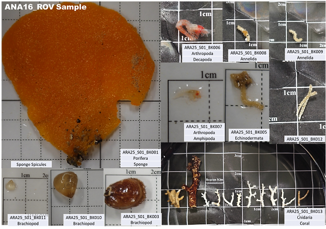 아리아리호가 포획한 심해생물들. 신종 생물 파악과 남극 심해 열수 생태계 메커니즘 규명에 활용된다. 극지연구소 제공
