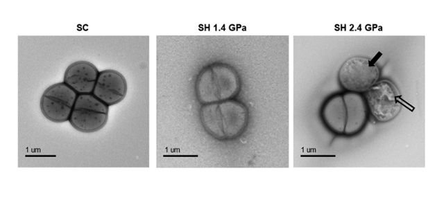 소행성-화성 충돌실험에 사용된 세균의 충돌 전후 사진. 왼쪽은 충돌 전, 가운데는 1.4기가파스칼(GPa) 압력으로 충돌한 이후, 오른쪽은 2.4GPa 충돌 이후다. 미국 존스홉킨스대 제공
