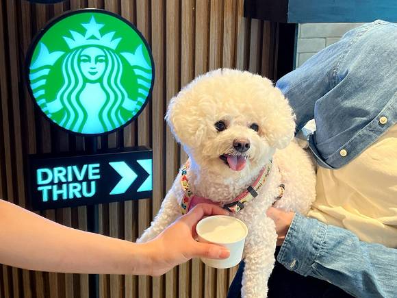 스타벅스 구리갈매DT점을 찾은 강아지가 퍼푸치노를 마시고 있다. [사진=스타벅스]