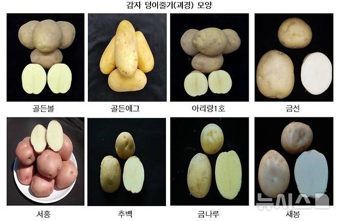 [경기광주=뉴시스]광주시가 확보한 국산 감자 8개 품종(사진=광주시 제공)2026.03.04.photo@newsis.com
