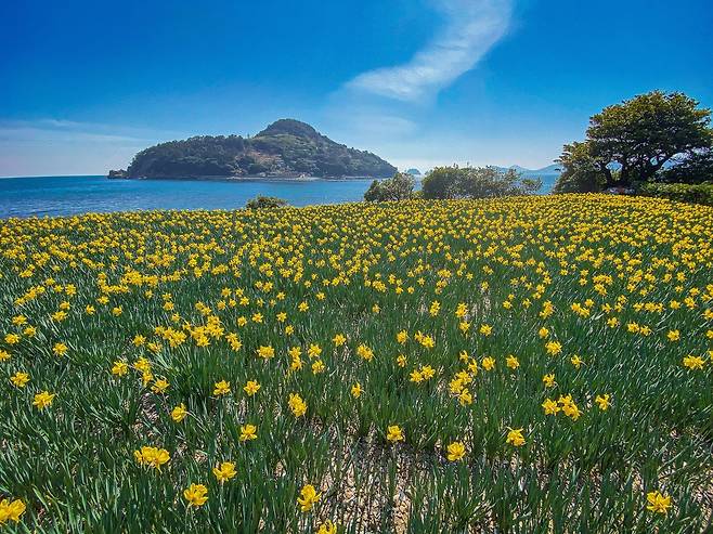 수선화 활짝 거제시 공곶이 [경남도 제공. 재판매 및 DB 금지]