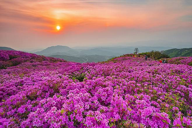 철쭉 만개한 합천군 황매산군립공원 [경남도 제공. 재판매 및 DB 금지]
