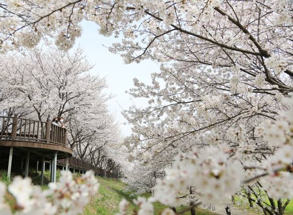 밀양 삼문동벚꽃길