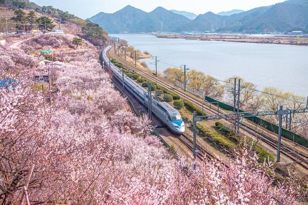 양산 원동매화마을. /경남도