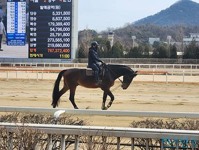 경기 시작 전, 기수가 말과 트랙을 도는 중이다. 사진=김상훈 인턴기자