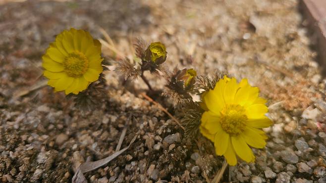 '영원한 행복'을 꽃말로 지닌 꽃 복수(福壽)초가 지난 3일 찾은 단종비 정순왕후 능 앞에 피어났다. /윤주 국가유산청 문화유산·자연유산위원