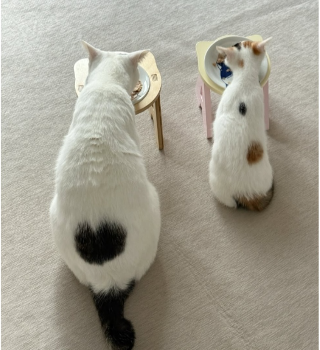 사이좋게 밥 먹는 중인 (좌)쿠크 (우)다스. 보호자 제공