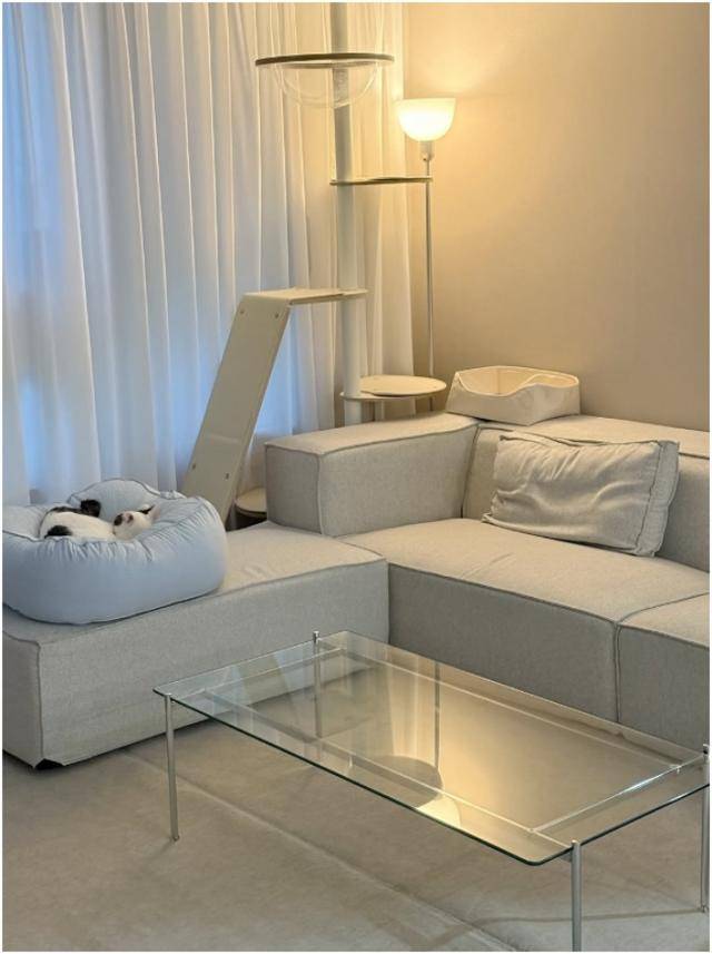 화이트톤 펫테리어. 보호자 제공