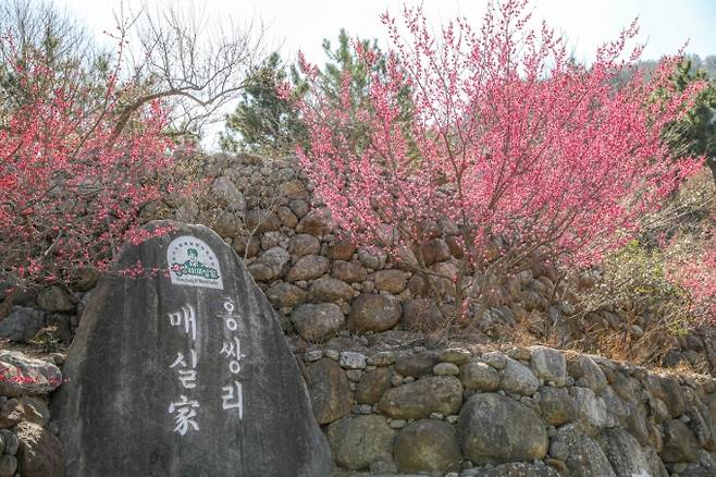 광양 매화마을을 전국에 알린 홍쌍리 명인의 청매실농원/사진제공=광양시