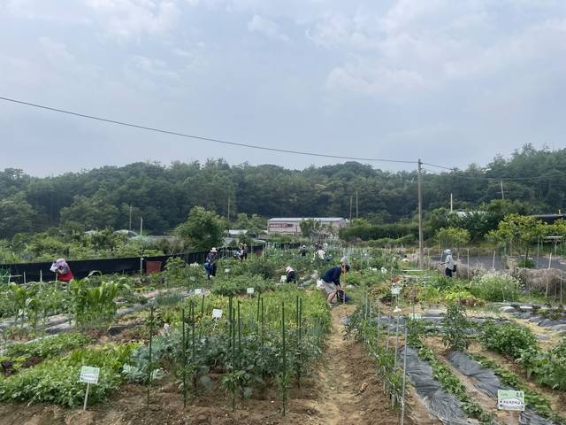 서울 구로구 귀농·귀촌교육 수강생들이 텃밭에서 작물 재배 실습을 하고 있다. 구로구청 제공