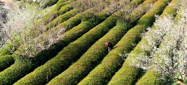 하동 차밭 매화