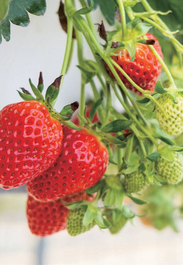 직접 육묘한 모종을 아주심기해 고품질을 유지하고 있다.