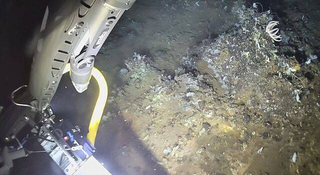 무인잠수정 ‘아리아리호’의 심해 포착 모습. 극지연구소