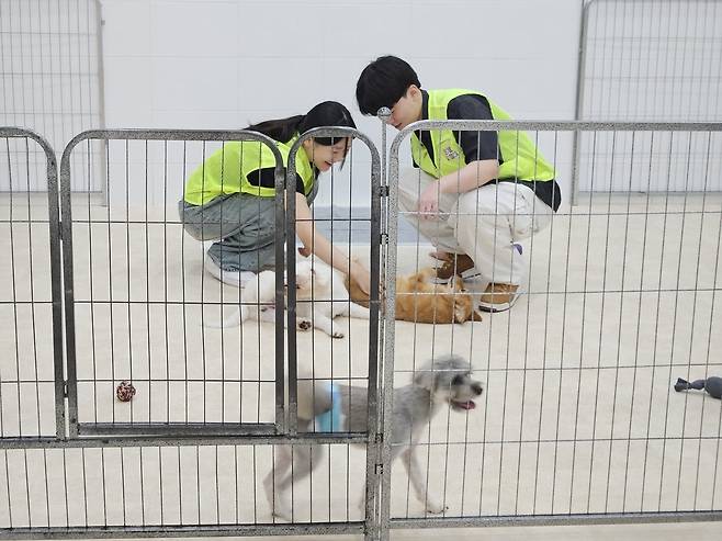 자원봉사자들이 유기견들과 놀아주고 있다. [서울시립동물복지지원센터 마포센터 제공]