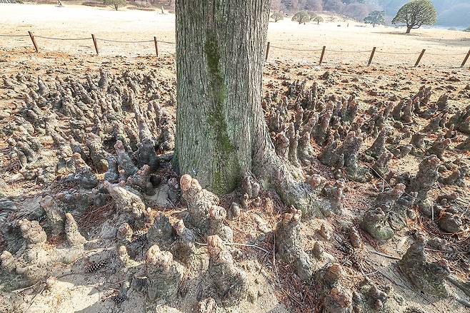 낙우송의 공기뿌리들[사진/정동헌 기자]