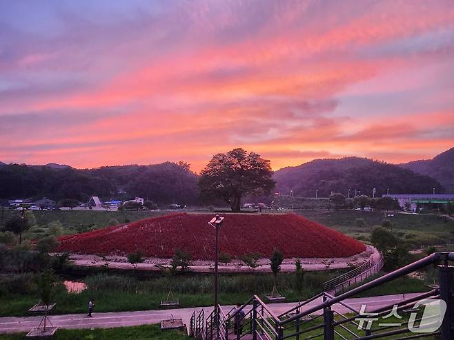 강원 영월군 청령포원 자료 사진. (재판매 및 DB금지)/뉴스1