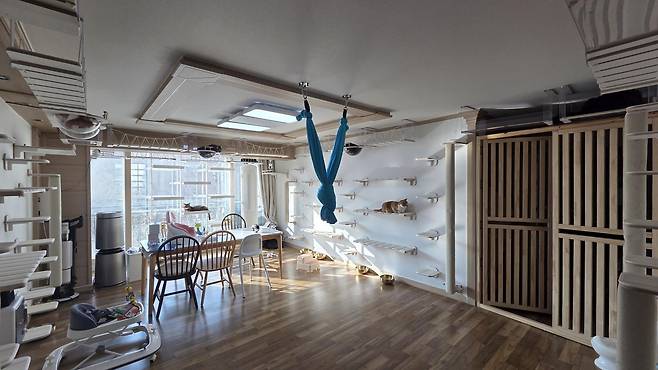 ‘반려동물도 가족’이라는 인식이 커지면서 집을 반려동물에 맞춰 꾸미는 가정이 증가하고 있다. 고양이를 키우는 집에선 캣타워나 캣휠 등 고양이용 가구를 맞춤 제작하기도 한다. 플레이캣 제공