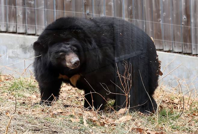 지난 4일 부산 부산진구 삼정더파크에 있는 동물사 안에서 코디악 베어가 이동하고 있다. 송봉근 객원기자