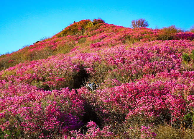 여수 영취산 전경 / 사진= 여수영취산진달래축제보존회