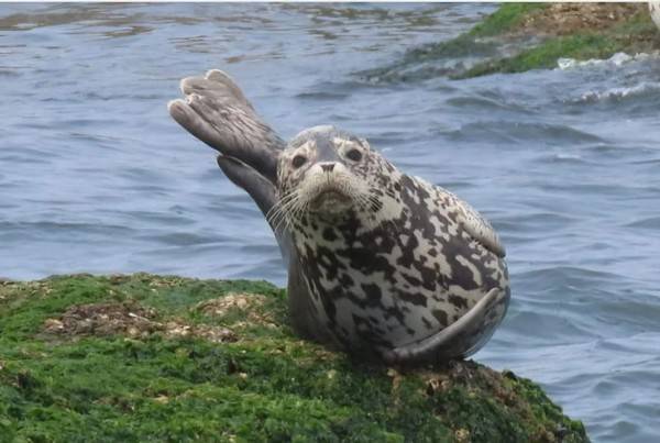 백령도 인근 갯바위에서 쉬고 있는 점박이물범 [사진=인천녹색연합]