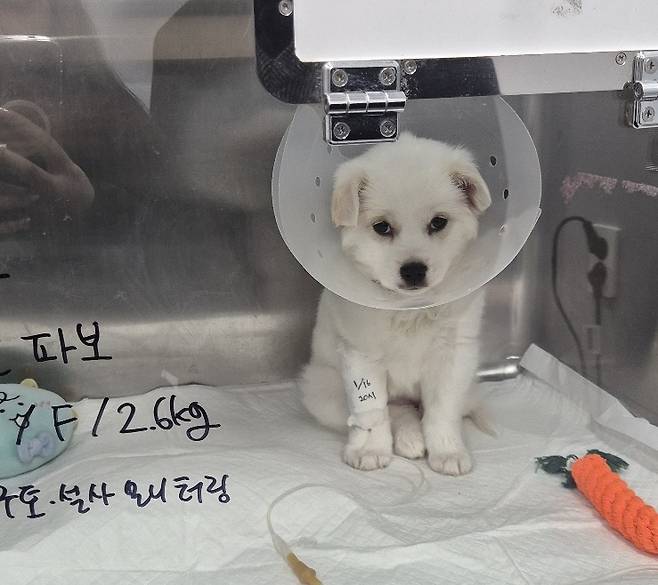 꼬꼬의 입원 치료 모습(김지현 제공) ⓒ 뉴스1