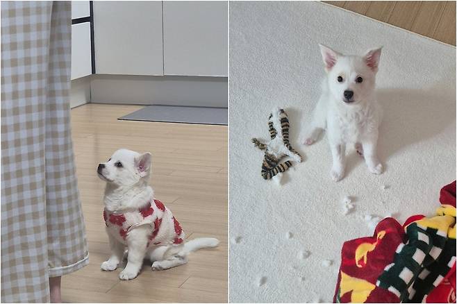 행복한 꼬꼬(김지현 제공) ⓒ 뉴스1