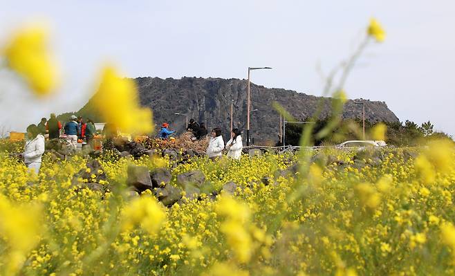Visitors to a canola flower field in Seongsan, Jeju Island, enjoy the warm weather on March 8. [NEWS1]