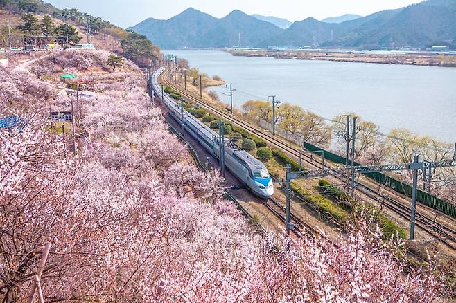 경남 양산 원동매화마을 / 사진 = 경상남도