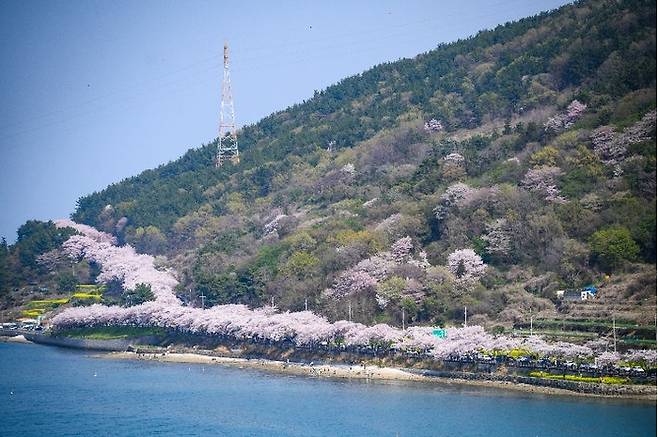 경남 남해 왕지벚꽃길 / 사진 = 남해군