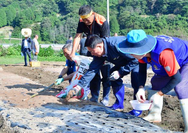 김한종 장성군수가 북하면 단전리 산나물 체험장에서 일손을 거들고 있다. 장성군 제공