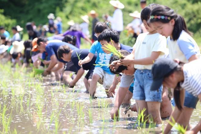 농촌 체험을 하고 있는 삼우초교 아이들. /삼우초등학교 제공