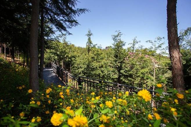 봉산 무장애숲길. 은평구 제공.