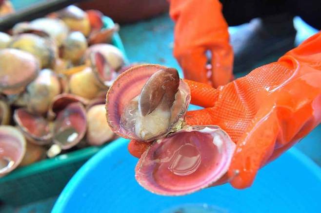 새조개.[충청남도 홍성군 홈페이지 갈무리]