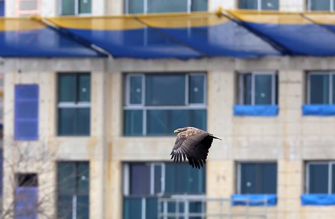 아파트 공사장 앞으로 날아가는 흰꼬리수리 [촬영 유형재]