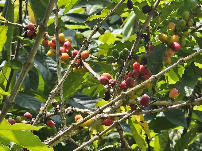 커피 나무 [촬영 신선미]