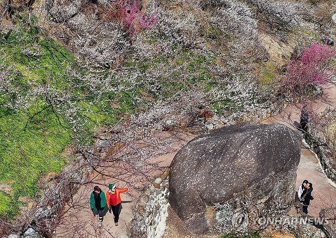 매화향기 맡으며 (광양=연합뉴스) 조남수 기자 = 9일 전남 광양시 다압면 매화마을에서 상춘객들이 꽃놀이를 즐기고 있다. 2026.3.9 iso64@yna.co.kr