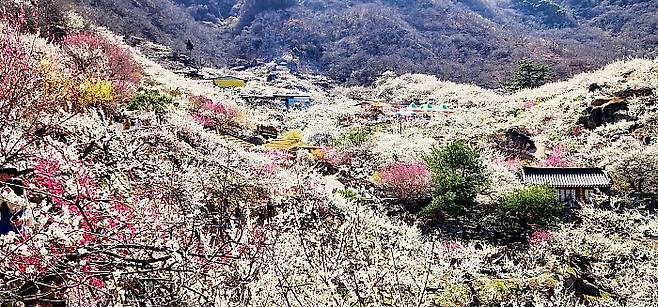 광양 다압면 매화마을 전경.<광양시 제공>