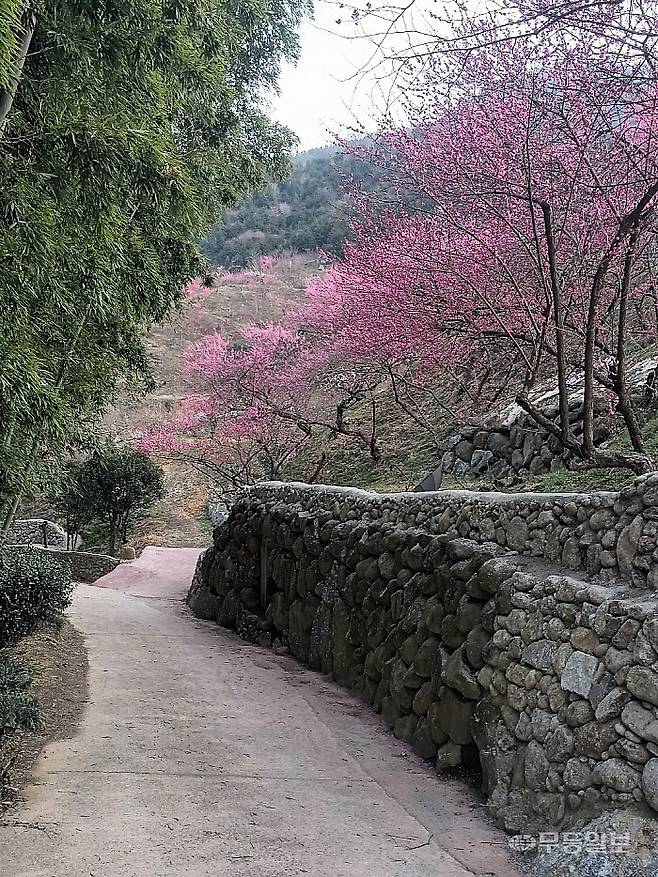 푸른 정기를 내뿜는 왕대나무숲과 홍매화가 어우러진 돌담길 전경.<무등일보>