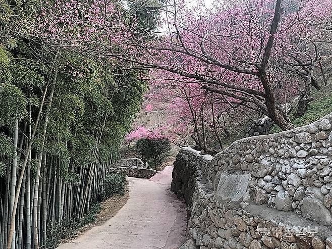 푸른 정기를 내뿜는 왕대나무숲과 홍매화가 어우러진 돌담길 전경.<무등일보>