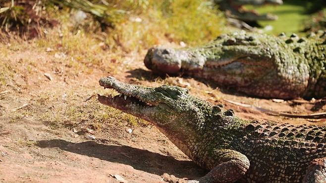 ▲호주 노던테리토리 지역의 악어 (출처=모션엘리먼츠)