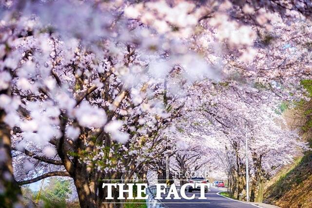 남해 왕지벚꽃길 /남해군