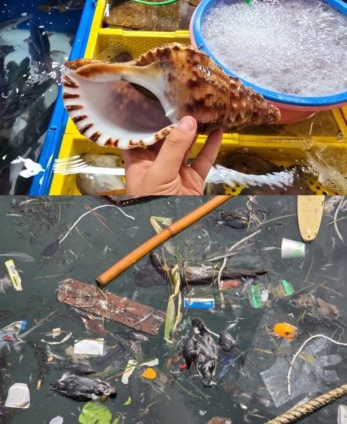 채유민 씨가 횟집에서 구조한 나팔고둥(위)과 포항에서 본 바다쇠오리 사체. 채유민 씨 제공