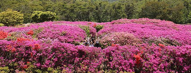여가를 잘 즐기기 위해서는 한 가지에만 몰입하기보다 2~3가지의 여가를 포트폴리오처럼 운영할 때 은퇴 생활의 만족도가 가장 높다. 부산 부산진구 백양산 정상 애진봉 철쭉동산을 찾은 등산객들. 뉴스1