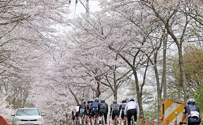 임실 옥정호 벚꽃길 [임실군 제공. 재판매 및 DB 금지]