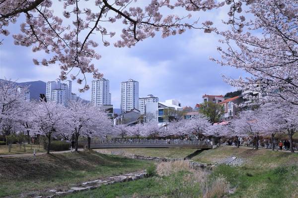 장유3동 율하천 벚꽃. /김해시