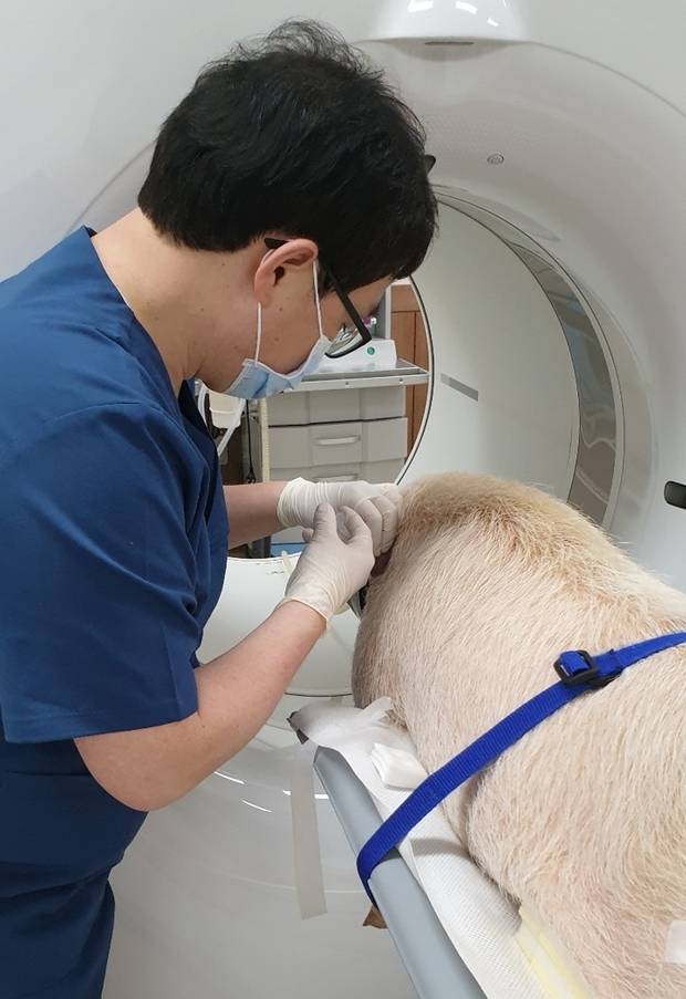 충북 청주시 소재 한국생명공학연구원에서 미래형동물자원센터 소속 연구진이 미니돼지의 자기공명영상(MRI) 촬영을 준비하고 있다. 사진=생명연 제공