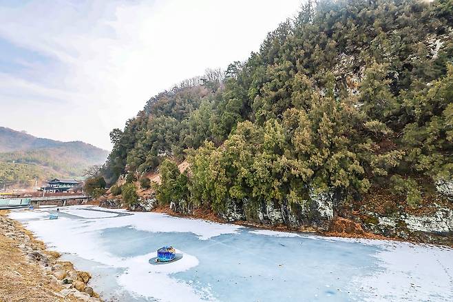 측백나무 숲과 불로천[사진/임헌정 기자]