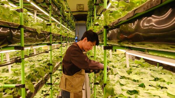 성민용씨가 자신의 스마트팜에서 재배 중인 고추냉이를 보살피고 있다. &nbsp;