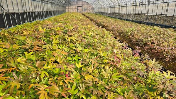 남산림연구원이 산림 연구개발 분야에서 4개 과제 선정 성과를 거뒀다. 전남의 대표 난대성 산림자원인 황칠나무. 전남산림연구원 제공
